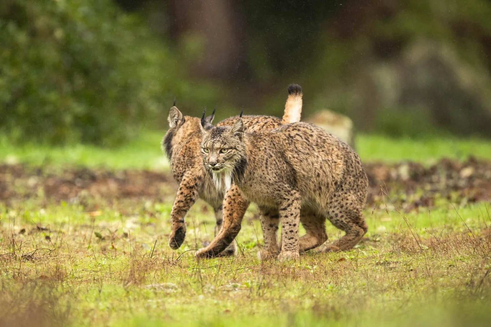 Lince ibérico en el bosque
